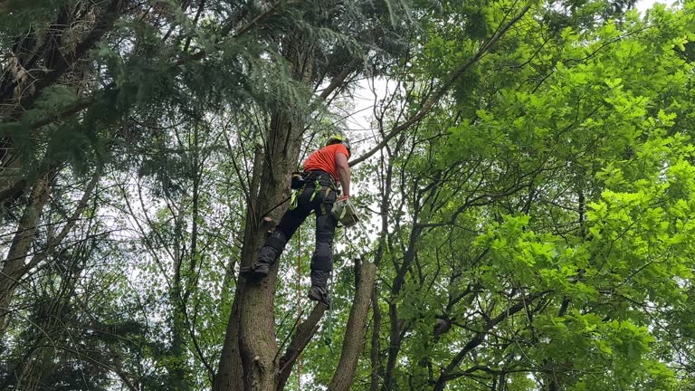 Best Fruit Tree Pruning  in Burgin, KY